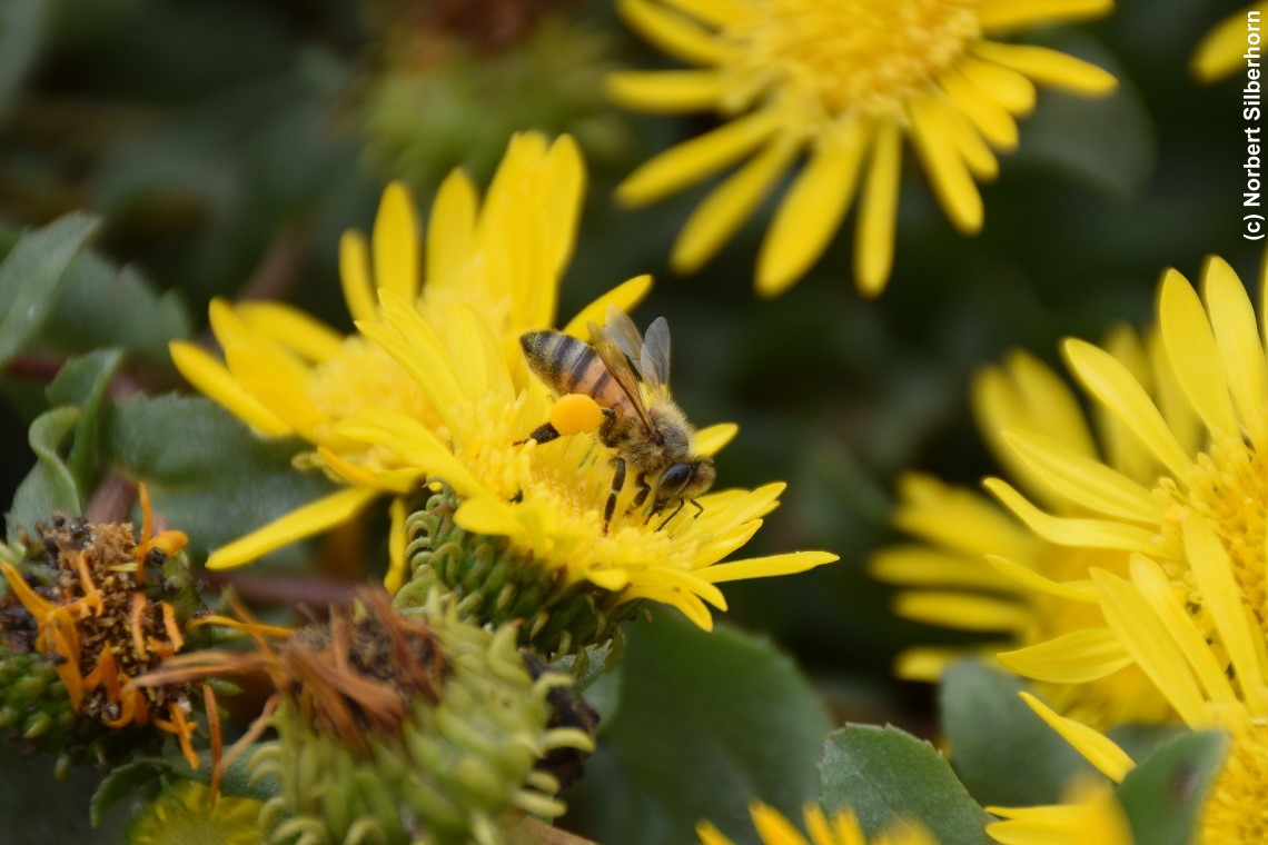 Biene, Monterey (Kalifornien), USA, am 24.08.2018 um 12:56:31 
, &copy; Norbert Silberhorn