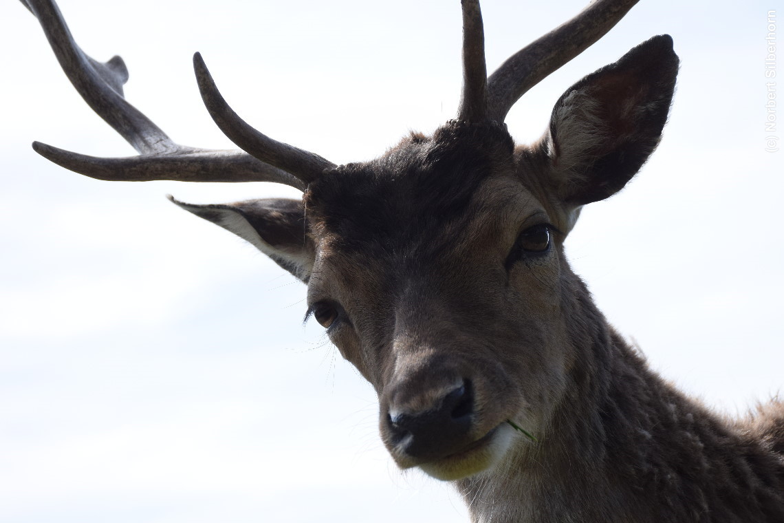 Hirsch, Colmberg, am 27.04.2025 um 16:19:54
, &copy; Norbert Silberhorn