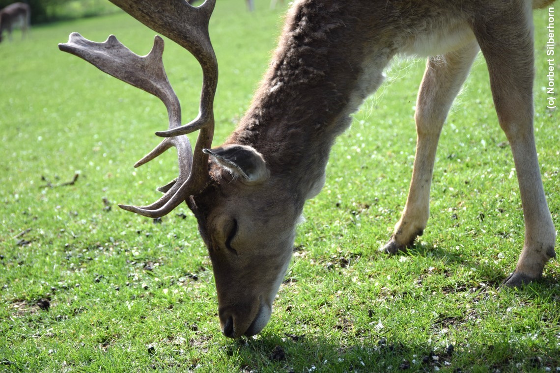 Hirsch, Colmberg, am 27.04.2025 um 16:20:43
, &copy; Norbert Silberhorn