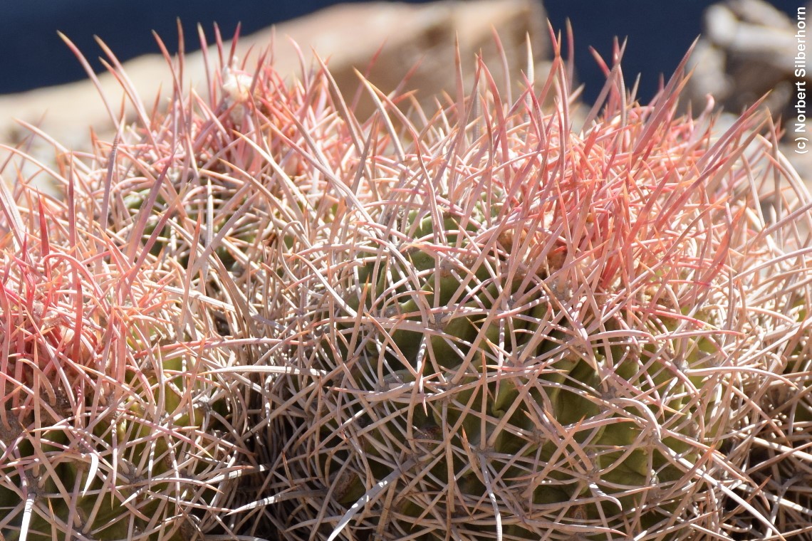 Kaktus, Mosaic Canyon im Death-Valley (Kalifornien), USA, am 28.08.2018 um 09:17:34 
, © Norbert Silberhorn