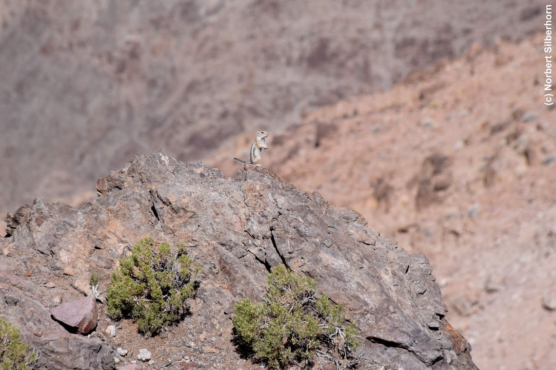 Eichhörnchen, Dante's View im Death-Valley (Kalifornien), USA, am 29.08.2018 um 10:55:41 
, © Norbert Silberhorn