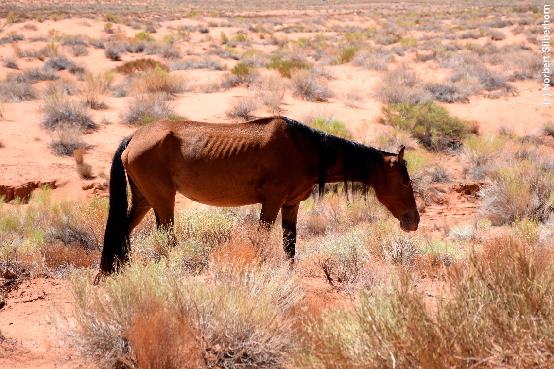 Dürres Pferd, Monument Valley (Arizona), USA, am 02.09.2018 um 12:24:36 
, © Norbert Silberhorn