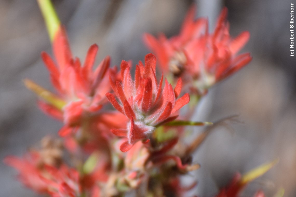 Rot blühende Pflanze bei Orderville (Utah), USA, am 06.09.2018 um 12:19:03 
, © Norbert Silberhorn
