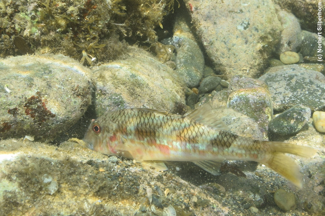 Fisch, Réserve Naturelle de Cerbère-Banyuls, am 25.06.2021 um 11:54:34 
, © Norbert Silberhorn
