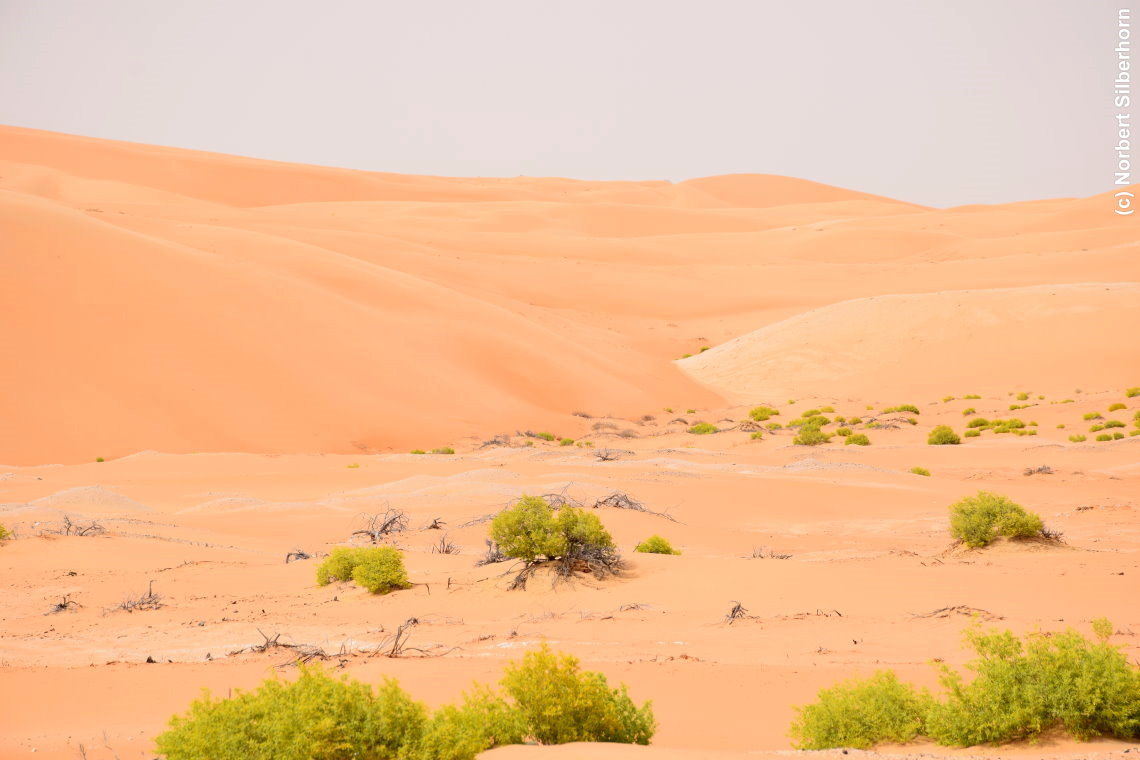 Wüste, Vereinigte Arabische Emirate, am 12.05.2018 um 15:24:01 
, © Norbert Silberhorn