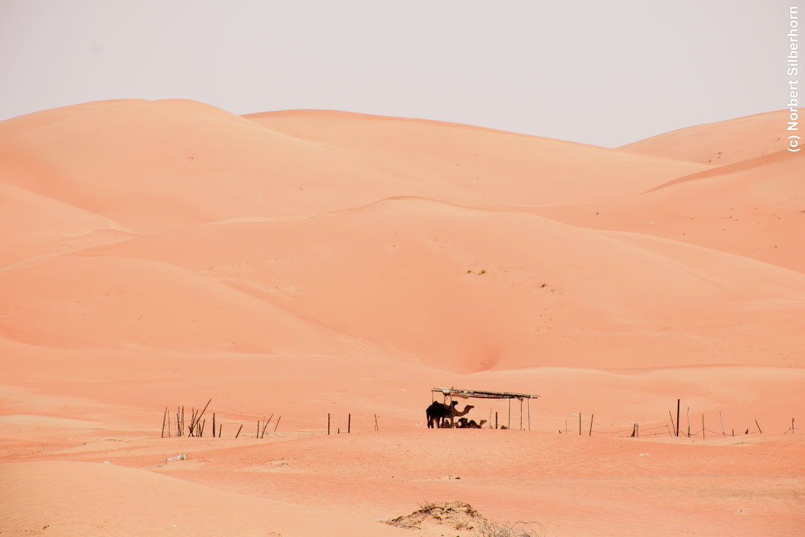 Kamele in der Wüste, Vereinigte Arabische Emirate, am 12.05.2018 um 15:31:42 
, © Norbert Silberhorn