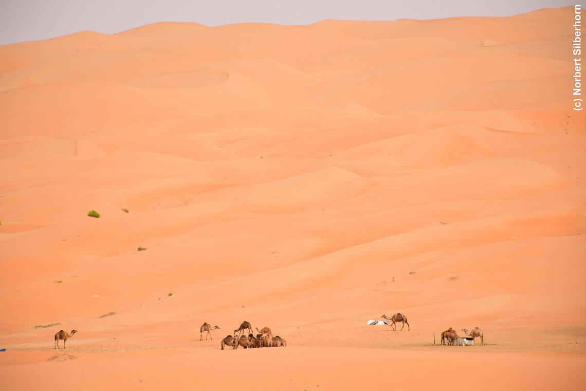 Kamele in der Wüste, Vereinigte Arabische Emirate, am 12.05.2018 um 15:35:49 
, © Norbert Silberhorn