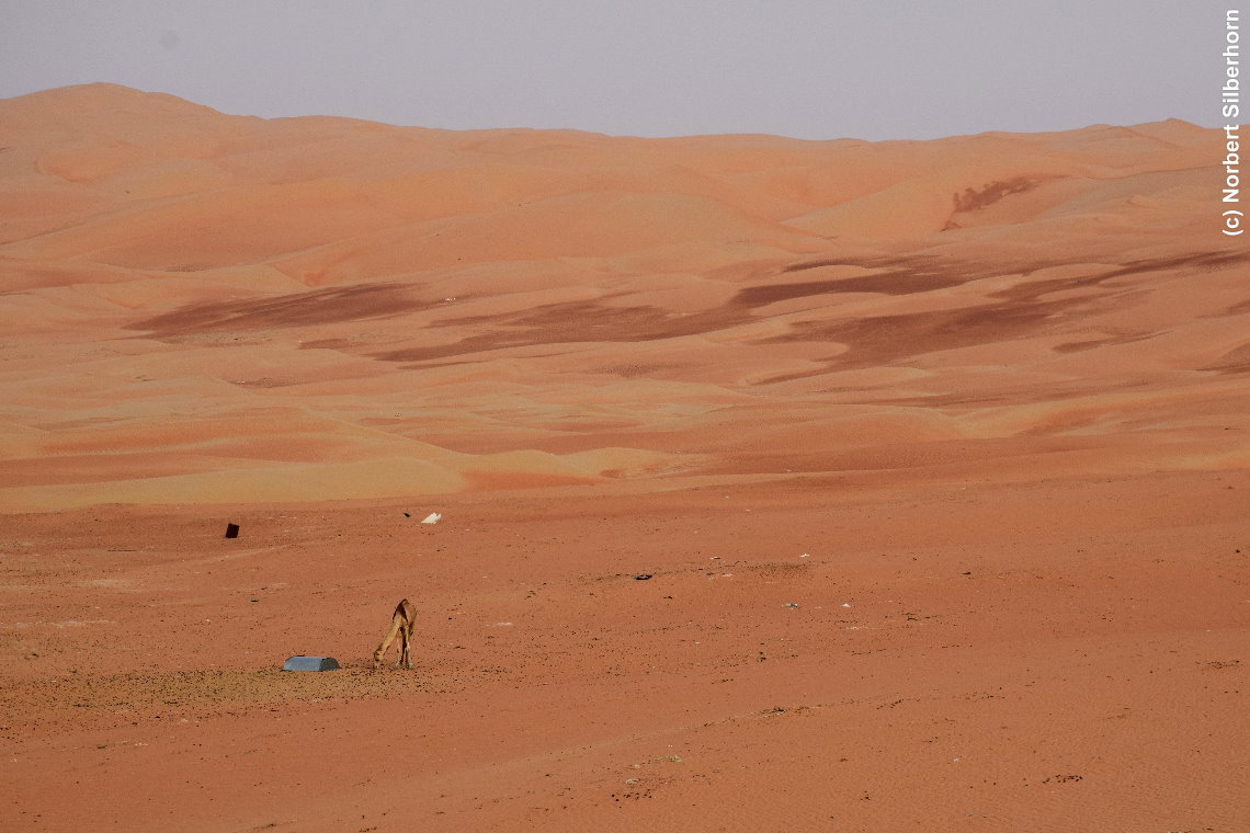 Einsames Kamel in der Wüste, Vereinigte Arabische Emirate, am 12.05.2018 um 17:39:21 
, © Norbert Silberhorn