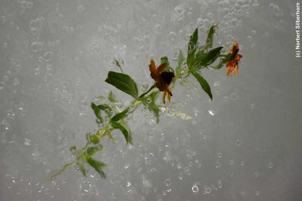 Blumen im Wasser, Salt Lake City (Utah), USA, am 13.09.2018 um 19:55:49 
, © Norbert Silberhorn