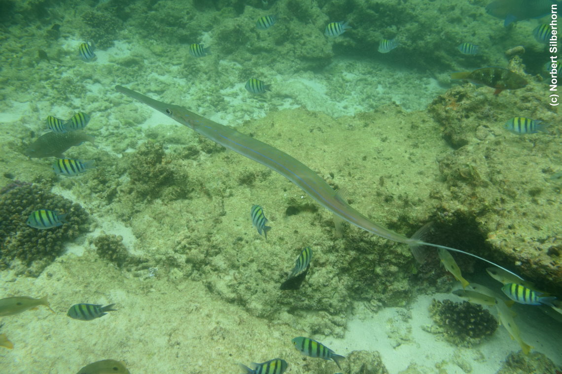 Fl&ouml;tenfisch, Dibba Rock, Vereinigte Arabische Emirate, am 13.05.2018 um 14:37:50 
, &copy; Norbert Silberhorn