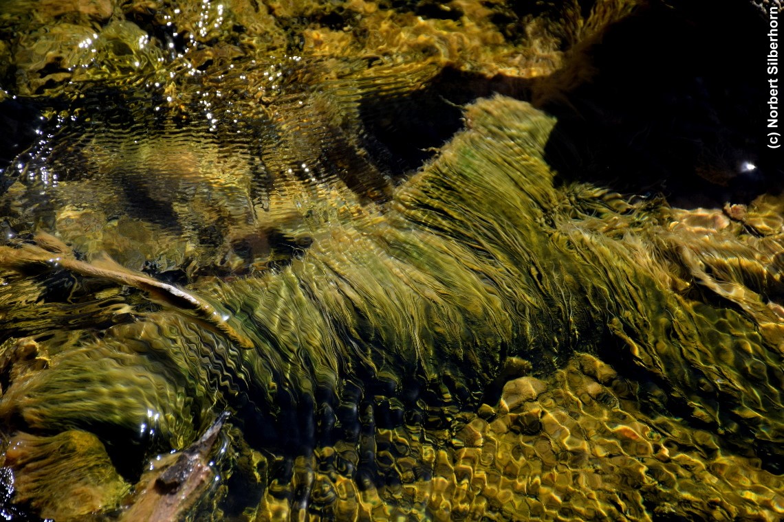 Wasser gr&uuml;n, Yellowstone National Park (Wyoming), USA, am 16.09.2018 um 10:41:18 
, &copy; Norbert Silberhorn