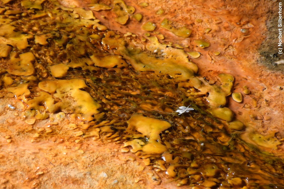 Wasser mit gelber Struktur, Upper Geyser Basin, Yellowstone National Park (Wyoming), USA, am 16.09.2018 um 15:33:48 
, &copy; Norbert Silberhorn