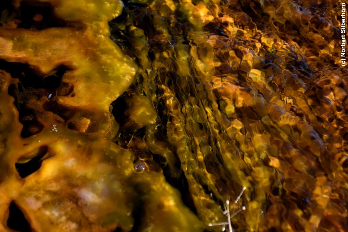 Wasser mit grün-gelbem Untergrund, Biscuit Basin, Yellowstone National Park (Wyoming), USA, am 16.09.2018 um 17:34:49 
, © Norbert Silberhorn