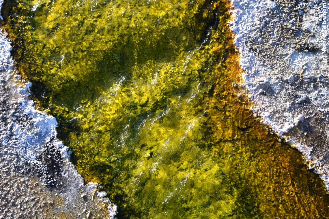 Leuchtend grünes Gewässer, Biscuit Basin, Yellowstone National Park (Wyoming), USA, am 16.09.2018 um 17:35:30 
, © Norbert Silberhorn