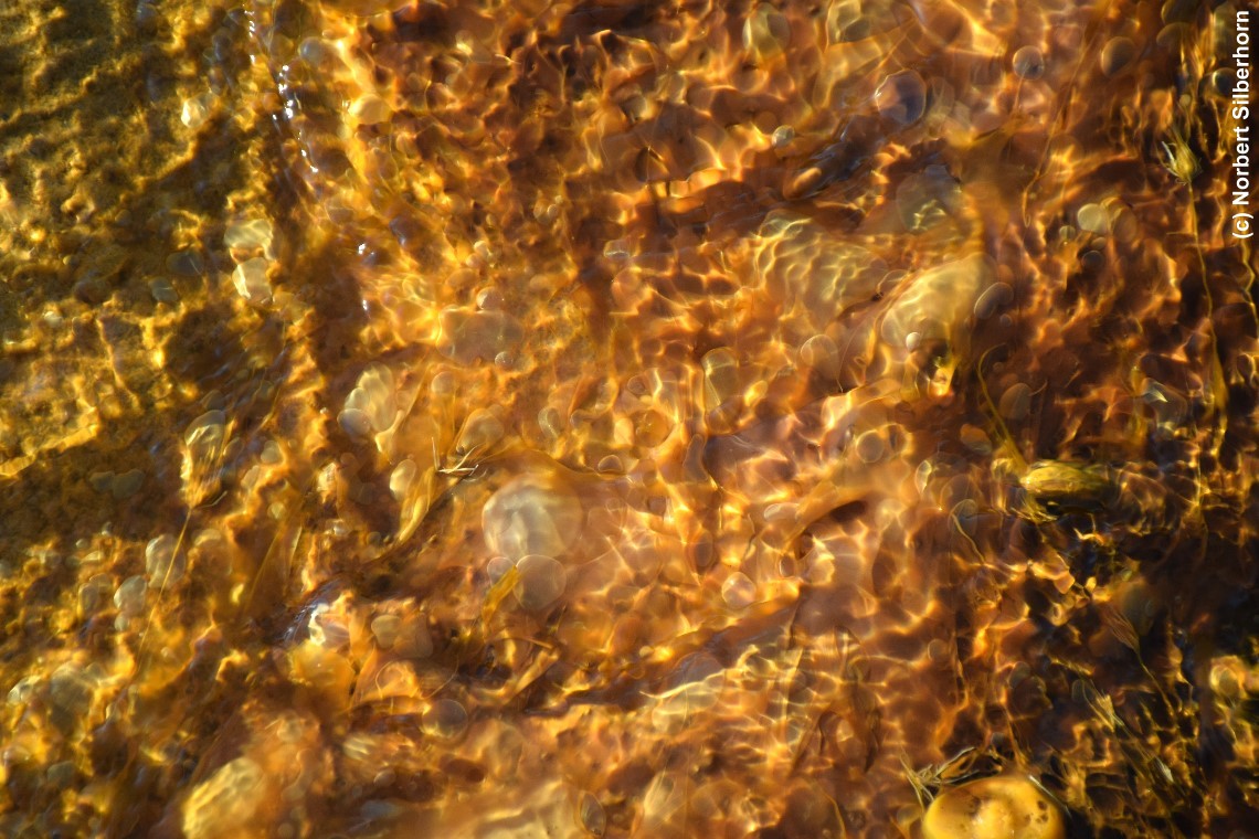 Wasser mit gelbem Untergrund, Biscuit Basin, Yellowstone National Park (Wyoming), USA, am 16.09.2018 um 17:47:13 
, © Norbert Silberhorn