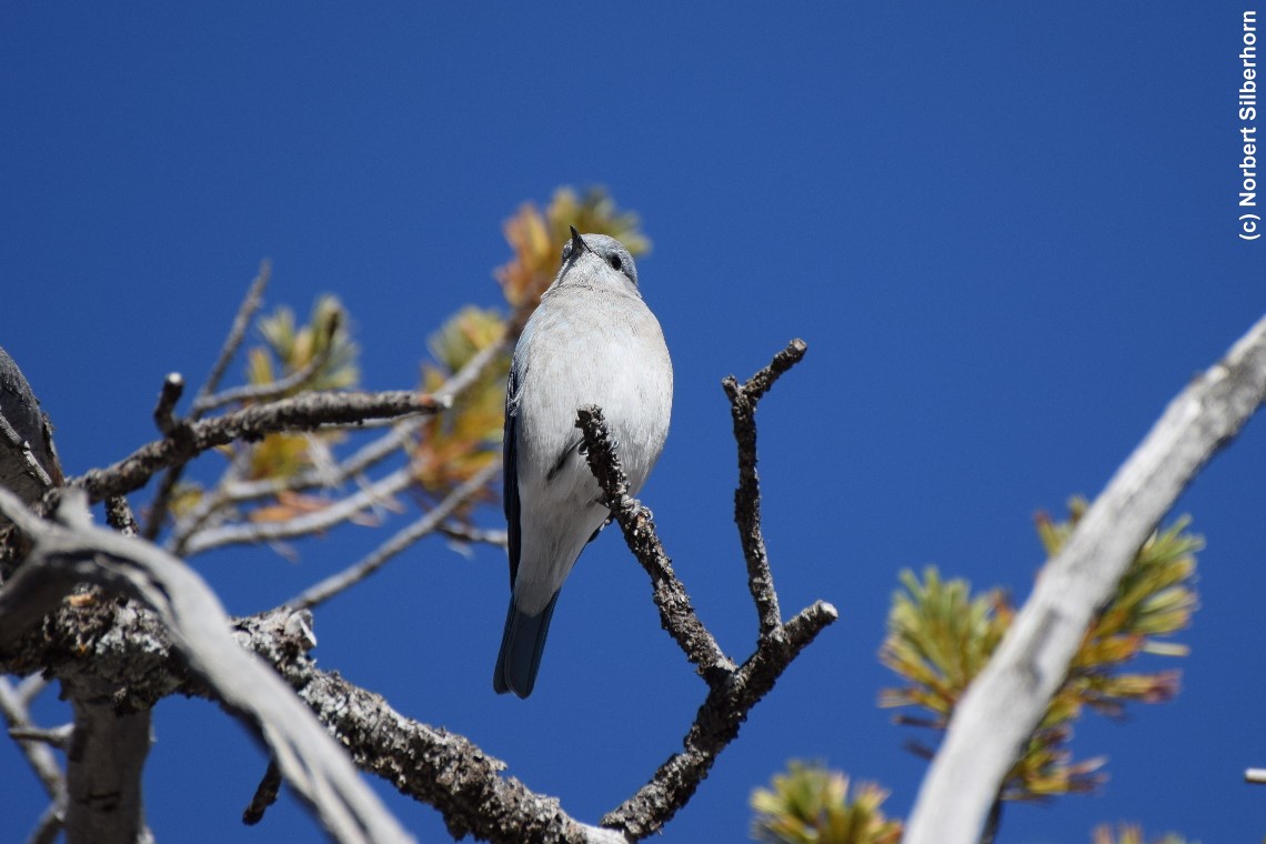 Mountain Bluebird Weibchen, Mammoth Hot Springs, Yellowstone National Park (Wyoming), USA, am 17.09.2018 um 08:24:29 
, &copy; Norbert Silberhorn