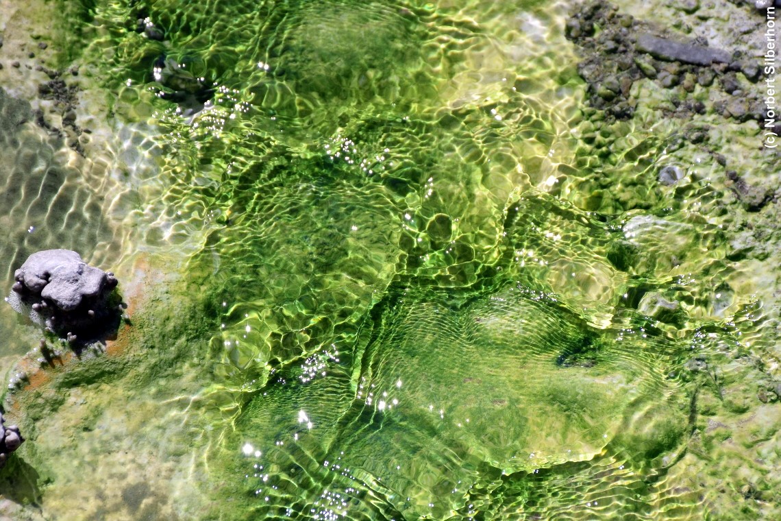 Wasser mit grünem Untergrund, Norris Geyser Basin, Yellowstone National Park (Wyoming), USA, am 17.09.2018 um 12:47:27 
, © Norbert Silberhorn