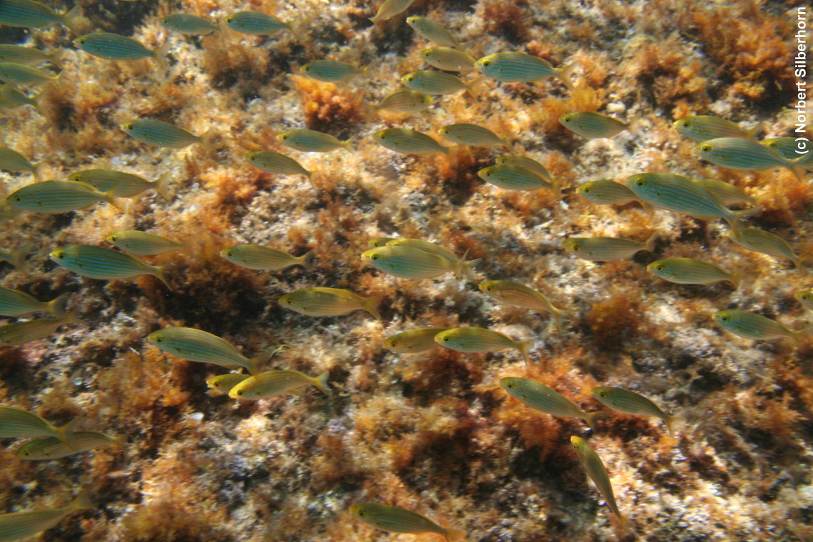 Fischschwarm (Unterwasseraufnahme), R�serve Naturelle de Cerb�re-Banyuls, am 28.07.2015 um 11:25:50
, © Norbert Silberhorn