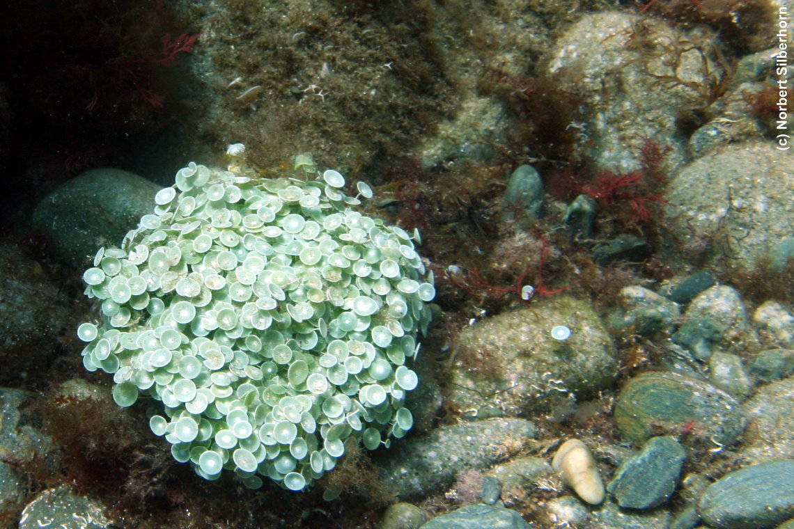 Unterwasserblumen (Unterwasseraufnahme), R&eacute;serve Naturelle de Cerb&egrave;re-Banyuls, am  28.07.2015 um 11:44:10
, &copy; Norbert Silberhorn
