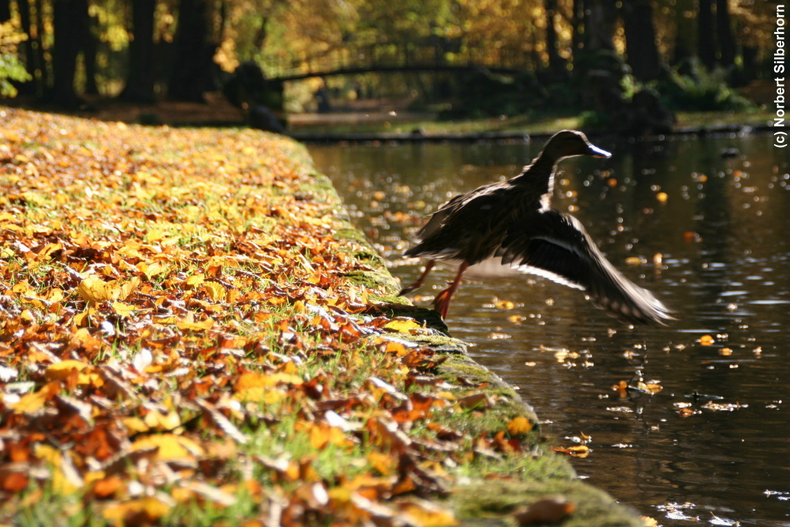 Ente, Bayreuth, am 26.10.2006 um 09:54:15, &copy; Norbert Silberhorn