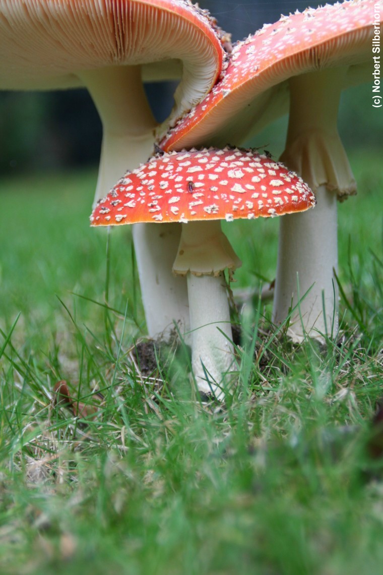 Fliegenpilze, Gremsdorf-Buch, am 27.10.2006 um 14:56:24, &copy; Norbert Silberhorn