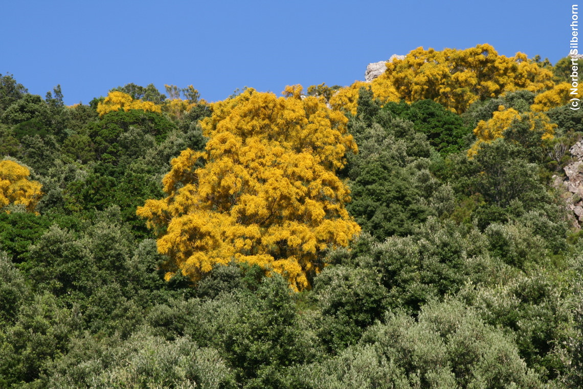 Gelber Baum im Grün, Sardinien, am 14.07.2010 um 17:00:05 
, © Norbert Silberhorn