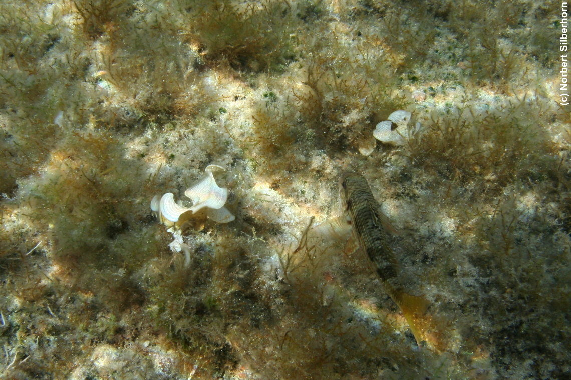 Fisch (Unterwasseraufnahme), Korsika, am 19.09.2008 um 15:25:27 
, © Norbert Silberhorn