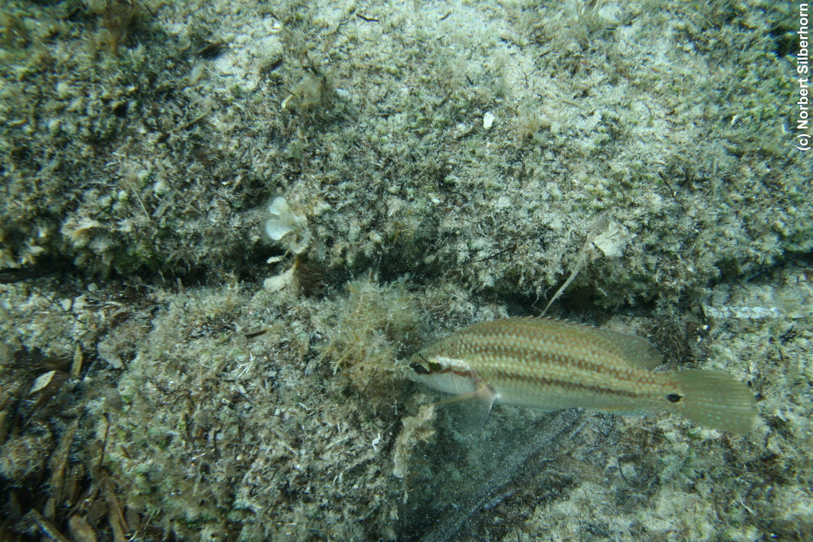 Fisch (Unterwasseraufnahme), Korsika, am 19.09.2008 um 15:45:58 
, © Norbert Silberhorn