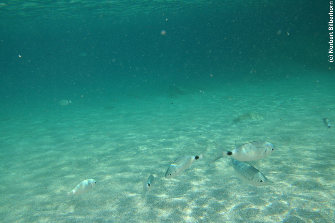 Fische (Unterwasseraufnahme), Korsika, am 19.09.2008 um 15:50:39 
, &copy; Norbert Silberhorn