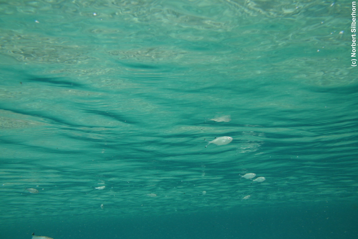 Fische nahe Wasseroberfläche (Unterwasseraufnahme), Korsika, am 19.09.2008 um 15:50:56 
, © Norbert Silberhorn