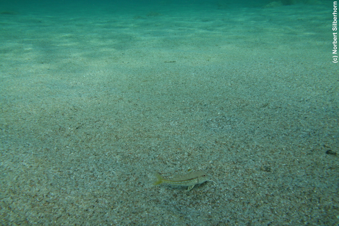 Fisch (Unterwasseraufnahme), Korsika, am 19.09.2008 um 15:51:30 
, © Norbert Silberhorn