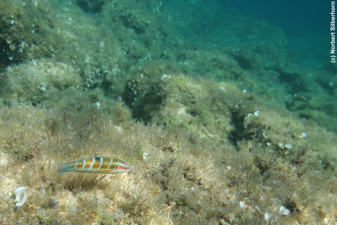 Fisch (Unterwasseraufnahme), Korsika, am 19.09.2008 um 15:56:44 
, © Norbert Silberhorn