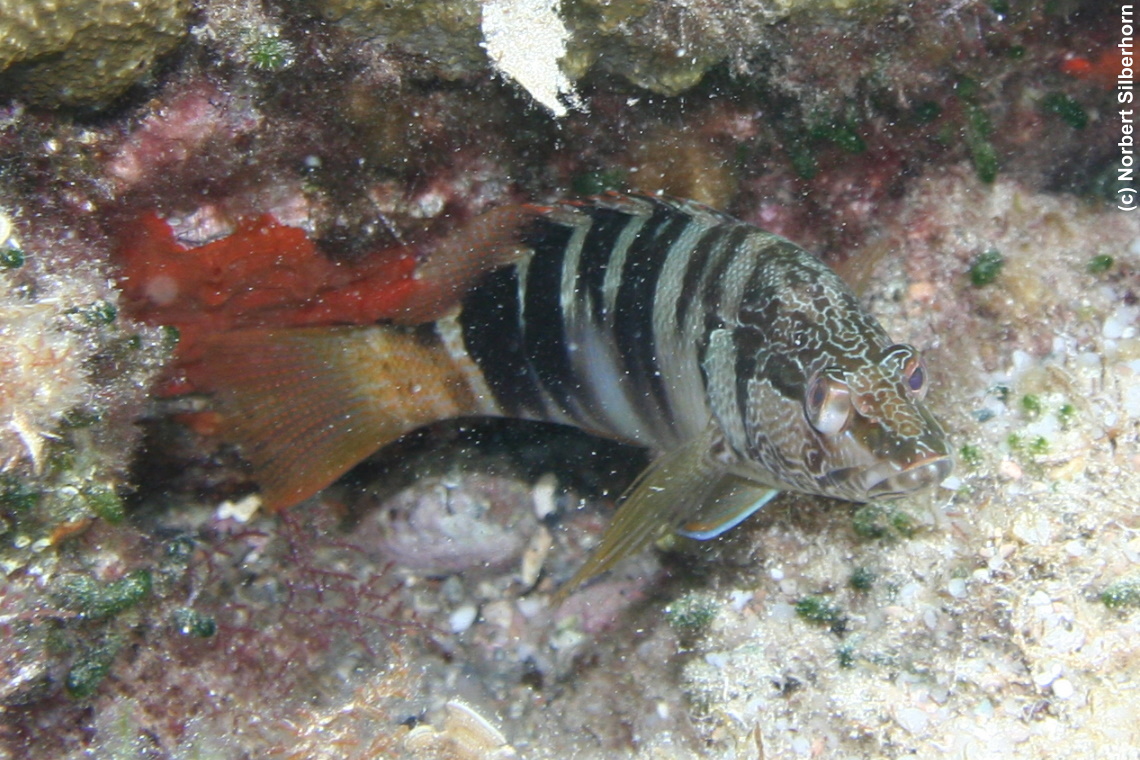 Fisch (Unterwasseraufnahme), Korsika, am 19.09.2008 um 16:19:14 
, &copy; Norbert Silberhorn