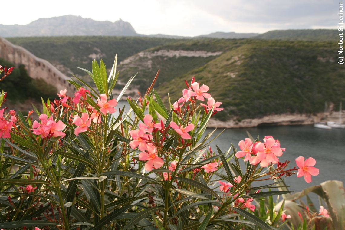 Blumen in Bonifacio, Korsika, am 19.09.2008 um 18:24:25 
, © Norbert Silberhorn