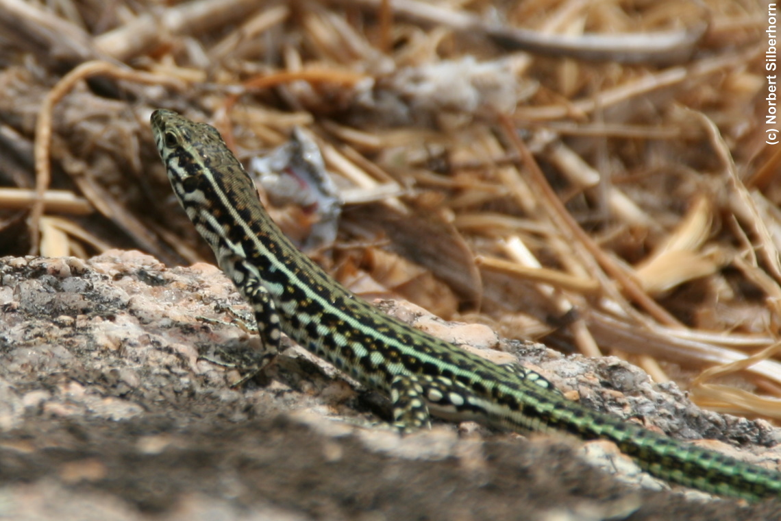 Eidechse, Korsika, am 21.09.2008 um 13:26:44 
, &copy; Norbert Silberhorn
