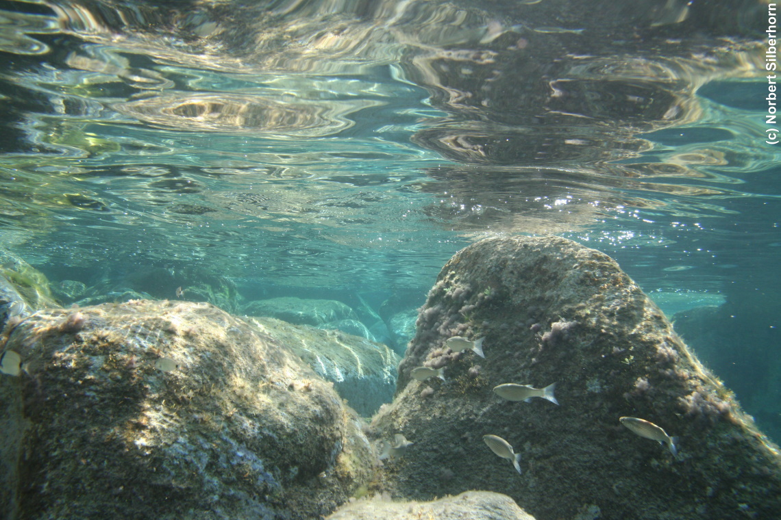 Fische (Unterwasseraufnahme), Korsika, am 22.09.2008 um 16:57:22 
, © Norbert Silberhorn