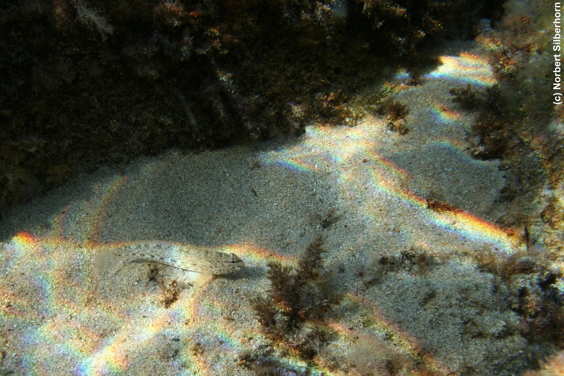 Fisch (Unterwasseraufnahme), Korsika, am 22.09.2008 um 16:59:33 
, © Norbert Silberhorn