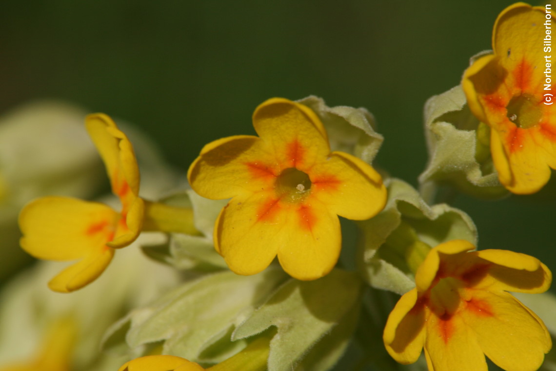 Gelbe Blume, Dijon - Frankreich, am 18.04.2012 um 15:07:52, &copy; Norbert Silberhorn