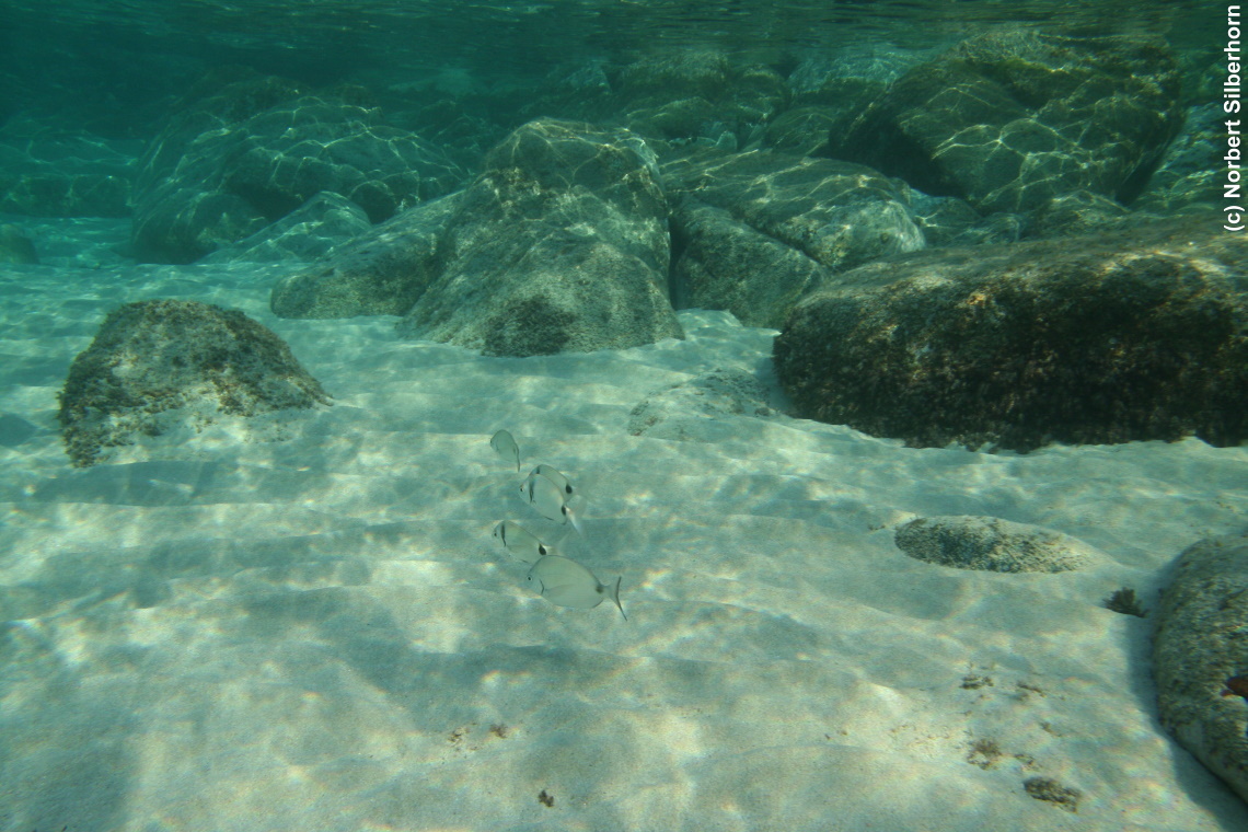 Fische (Unterwasseraufnahme), Korsika, am 22.09.2008 um 17:43:56 
, © Norbert Silberhorn