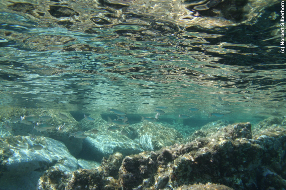Fische (Unterwasseraufnahme), Korsika, am 24.09.2008 um 11:04:15 
, &copy; Norbert Silberhorn