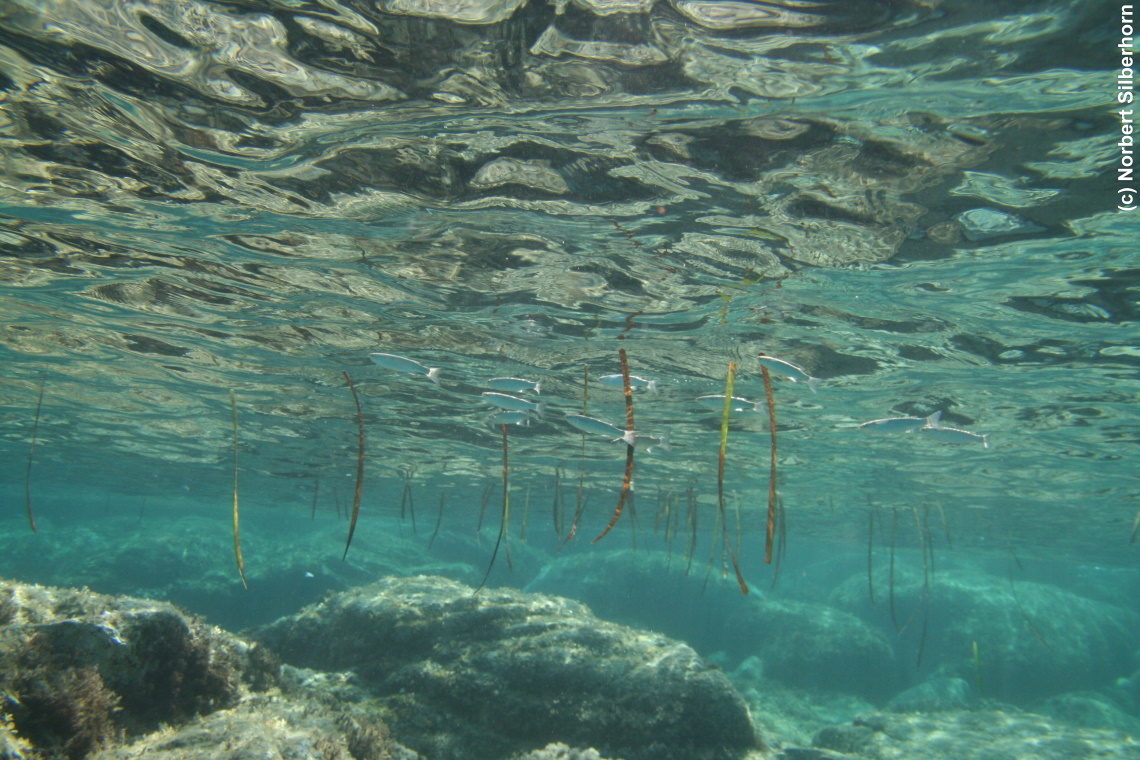 Fische (Unterwasseraufnahme), Korsika, am 24.09.2008 um 11:10:01 
, © Norbert Silberhorn
