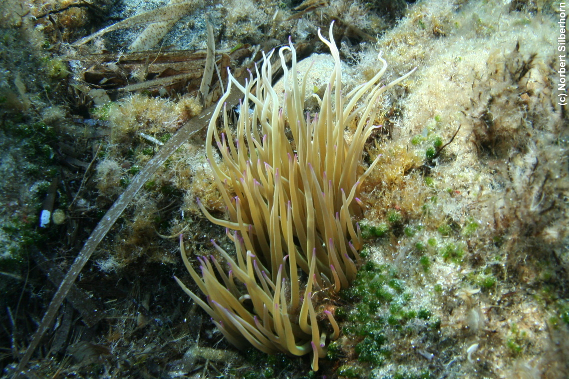 Unterwasserpflanze (Unterwasseraufnahme), Korsika, am 24.09.2008 um 11:13:17 
, © Norbert Silberhorn
