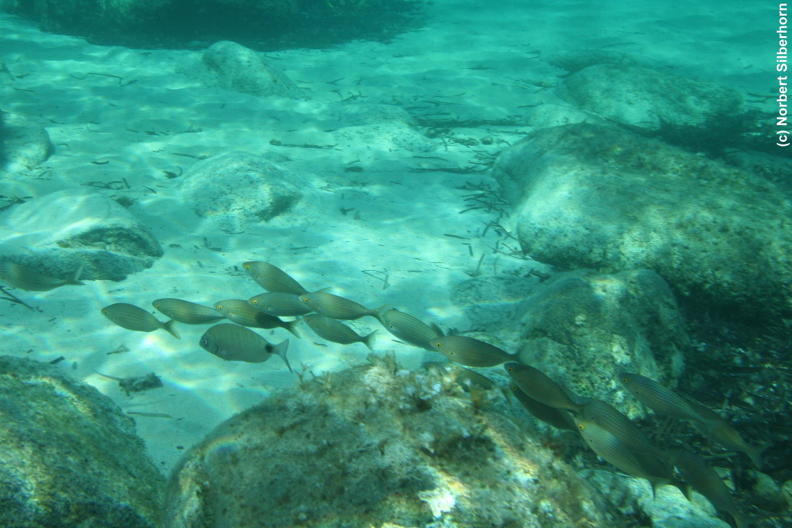 Fische (Unterwasseraufnahme), Korsika, am 24.09.2008 um 11:13:44 
, © Norbert Silberhorn