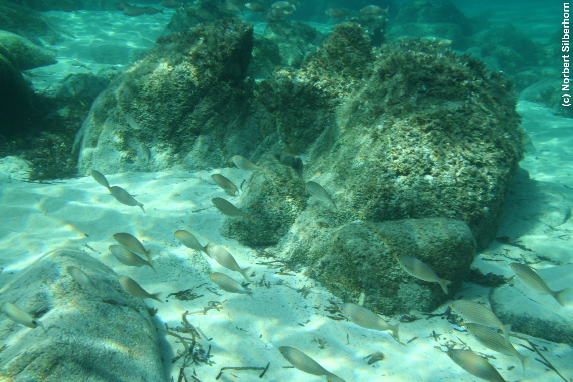 Fische (Unterwasseraufnahme), Korsika, am 24.09.2008 um 11:13:46 
, © Norbert Silberhorn