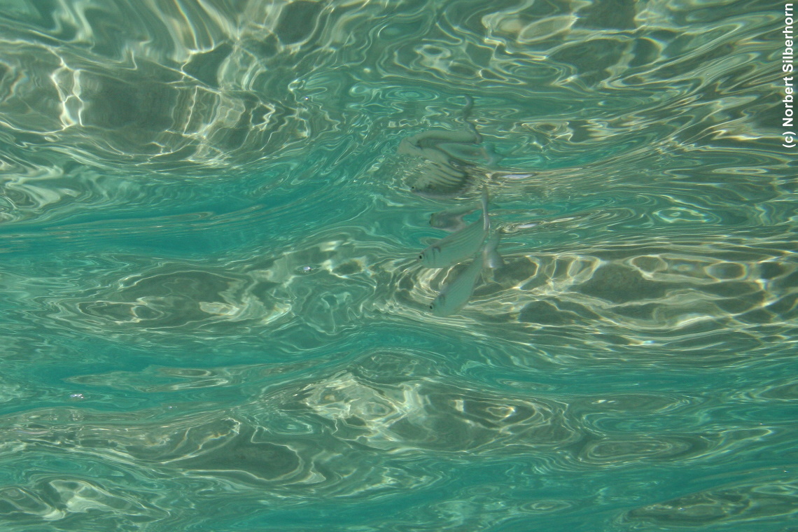 Fisch (Unterwasseraufnahme), Korsika, am 24.09.2008 um 11:24:46 
, © Norbert Silberhorn