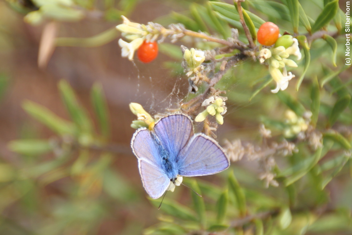 Blauer Schmetterling, Korsika, am 24.09.2008 um 13:46:30 
, © Norbert Silberhorn