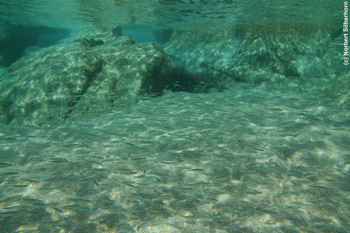 Fischschwarm (Unterwasseraufnahme), Korsika, am 25.09.2008 um 16:19:35 
, © Norbert Silberhorn