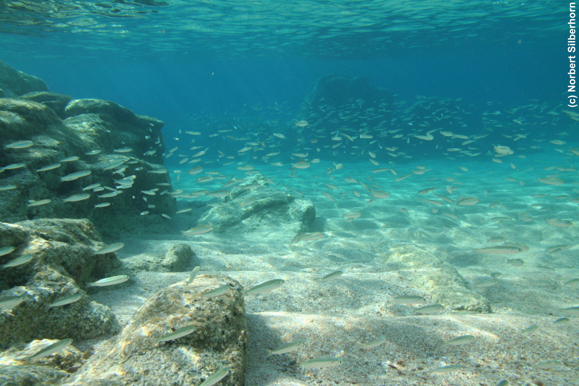Fischschwarm (Unterwasseraufnahme), Korsika, am 25.09.2008 um 16:21:32 
, © Norbert Silberhorn