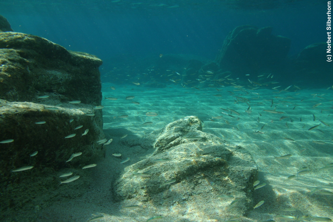 Fischschwarm (Unterwasseraufnahme), Korsika, am 25.09.2008 um 16:21:42 
, © Norbert Silberhorn