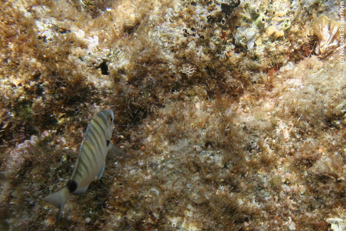 Fisch (Unterwasseraufnahme), Korsika, am 25.09.2008 um 16:44:27 
, © Norbert Silberhorn